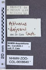 Etiketten zu Athous dejeani (NHMW-ZOO-COL-0008640)